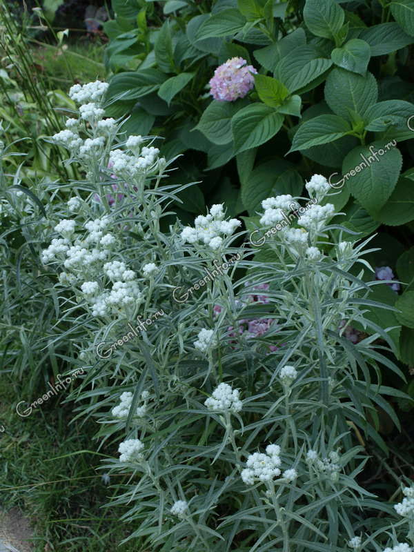 Анафалис жемчужный - Анафалис - Травянистые растения для открытого грунта - GreenInfo.ru