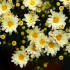Хризантема корейская мелкоцветковая