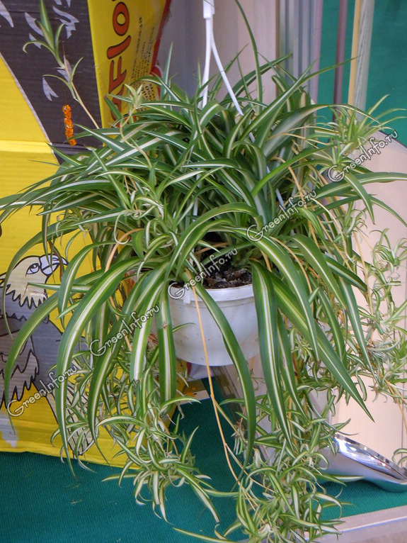 Комнатное Растение Хлорофитум Фото