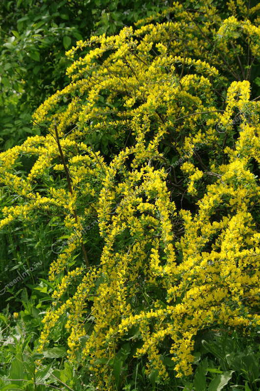 Ракитник русский (Salix russica): описание, фото кустарника, его листья и семейство, использование в ландшафтном дизайне