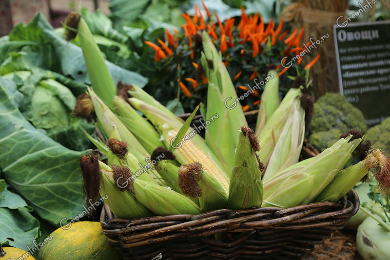 Кукуруза: овощ, злак или фрукт? Как вырастить из семян? Родина растения (24 фото) - сайт о садоводстве