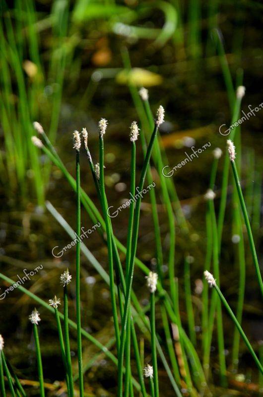 болотница растения для водоемов