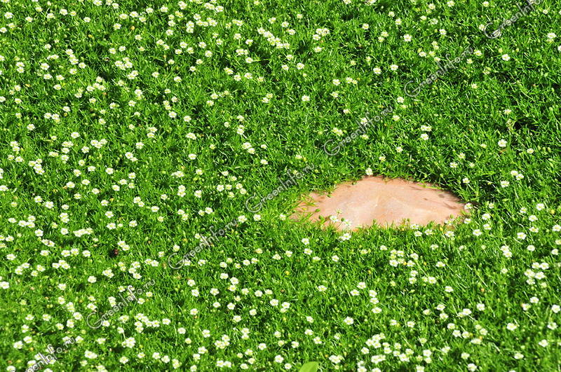 Мшанка шиловидная - Мшанка - Травянистые растения для открытого грунта -GreenInfo.ru