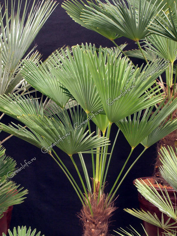 Комнатные пальмы в интерьере — виды, расположение, уход
