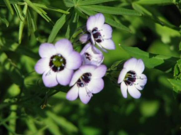 Гилия: описание цветка, фото, особенности выращивания - полное руководство