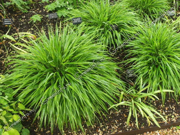 Хаконехлоя большая - Хаконехлоя - Травянистые растения для открытого грунта - GreenInfo.ru