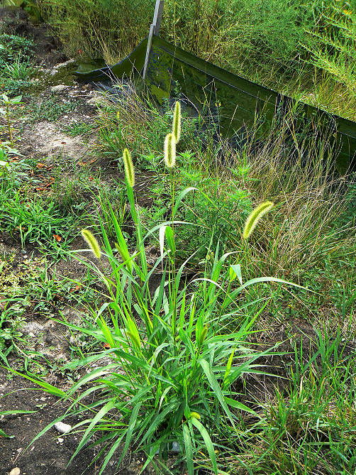 Лисохвост луговой - Лисохвост - Травянистые растения для открытого грунта - GreenInfo.ru